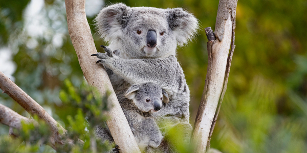 Adopt a Koala