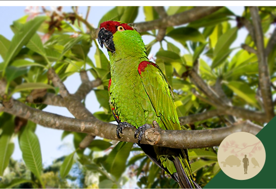 Thick-billed Parrot