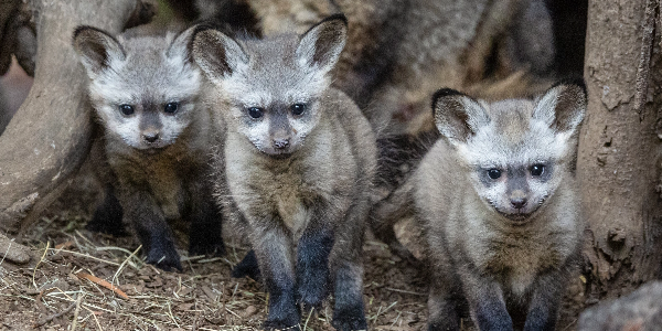 Three bat-eared foxes