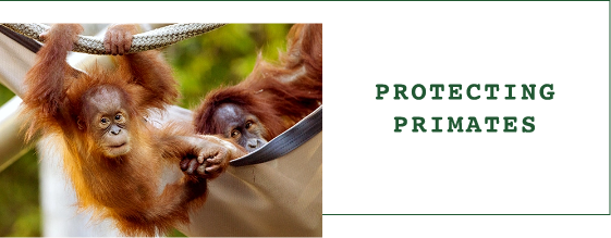 Protecting Primates