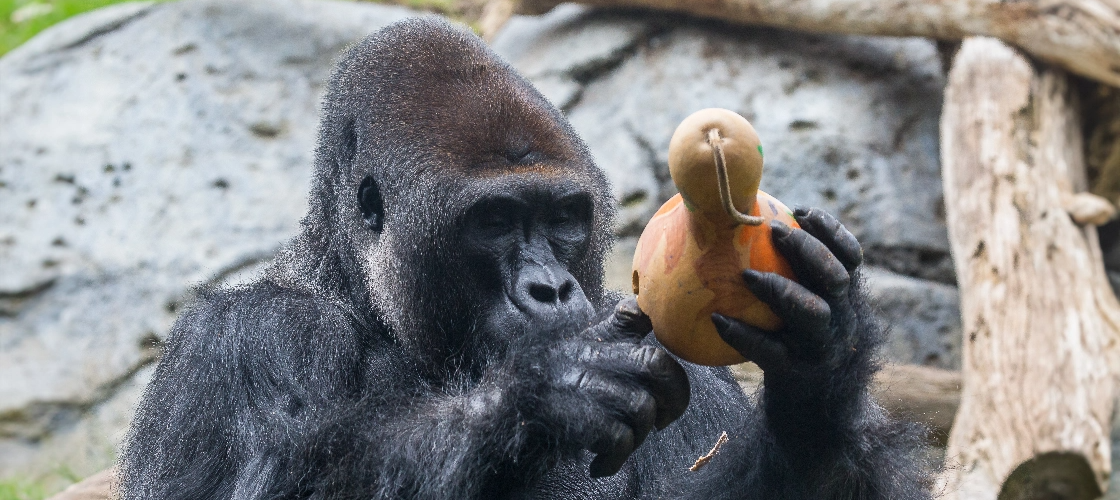 gorilla inspecting wooden object