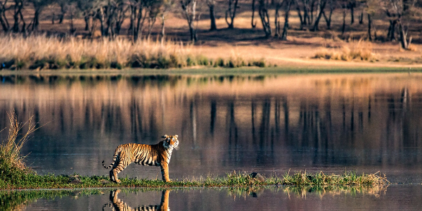 The Grand India Wildlife Adventure 2024