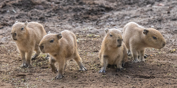 capybara pups