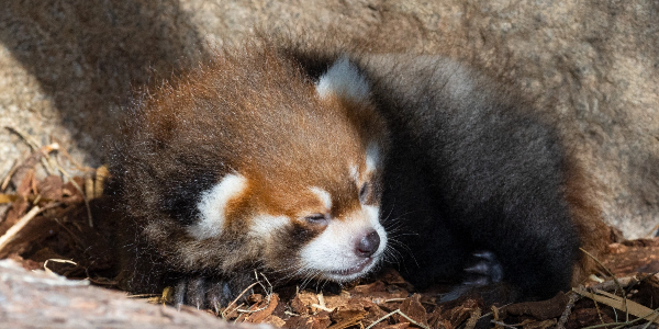 endangered red panda cub