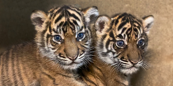 tiger cubs