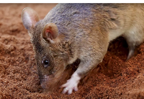 HeroRATs