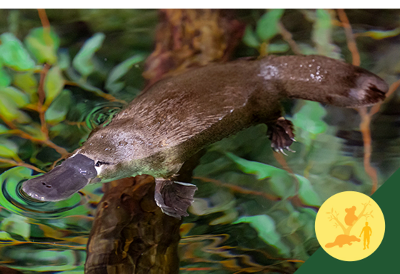 Platypus Electroreception