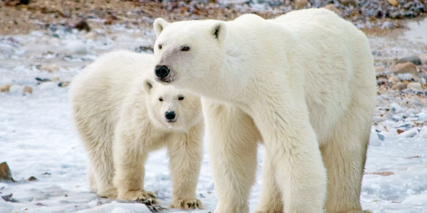 polar bears