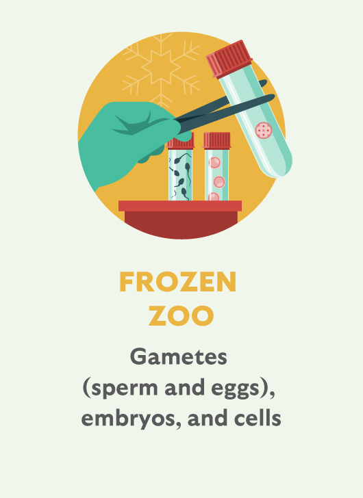 Frozen Zoo: Gametes (sperm and eggs), embryos, and cells