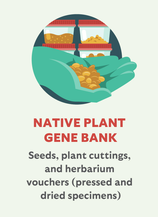 Native Plant Gene Bank: Seeds, plant cuttings, and herbarium vouchers (pressed and dried specimens)