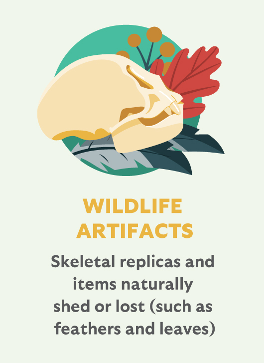 Wildlife Artifacts: Skeletal replicas and items naturally shed or lost (such as feathers and leaves)