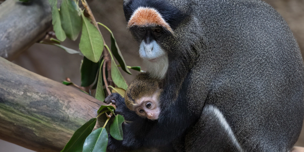 De Brazza's Monkeys