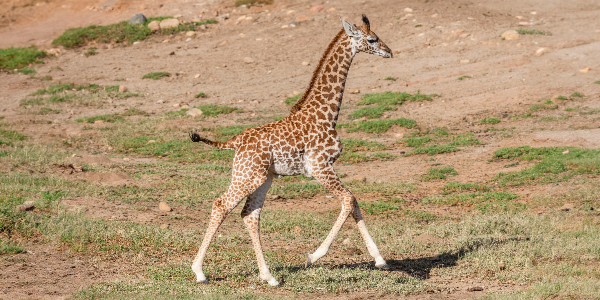 Giraffe calf Elliott