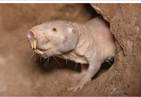 Naked mole rat colony at the San Diego Zoo Wildlife Explorers Basecamp