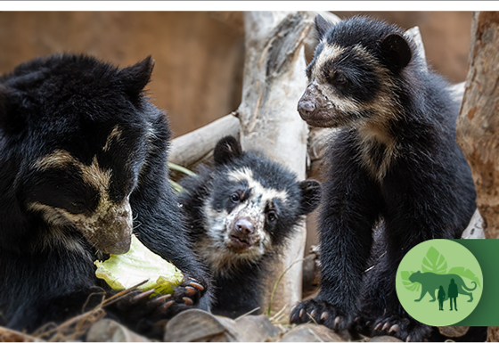 Ransisku and Suyana, the Andean bear cubs