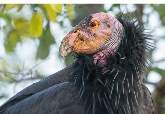 Arthritic California condor receiving treatment