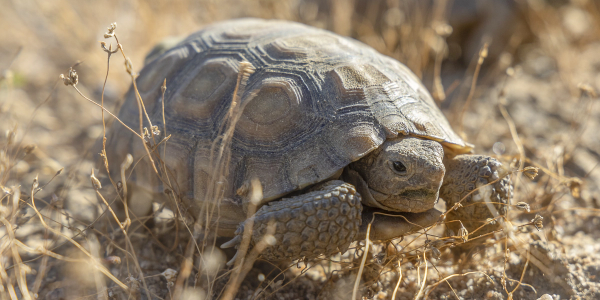 Desert Tortise