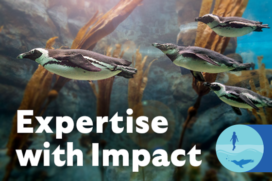 Expertise with Impact - African penguins at the San Diego Zoo