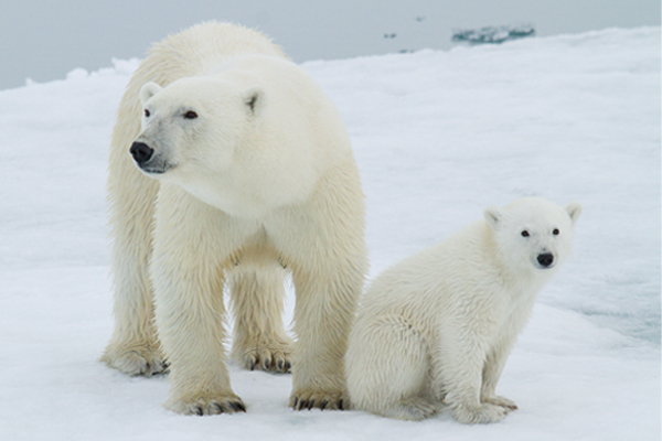 Polar Bears