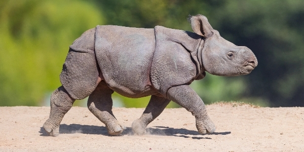 rhino calf