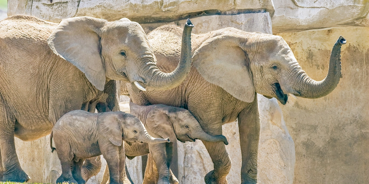 two elephants with baby elephant