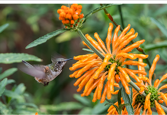 A Haven for Rescued Plants