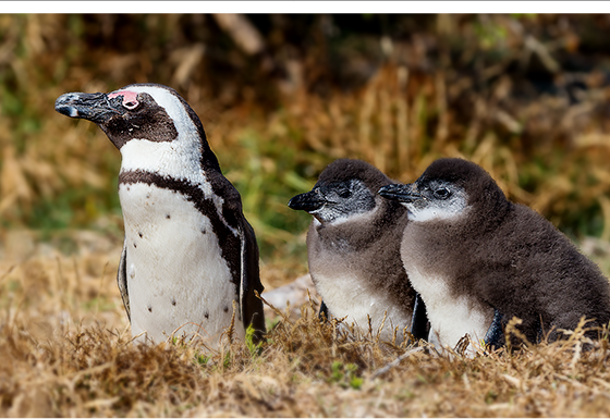 Wildlife Adoptions