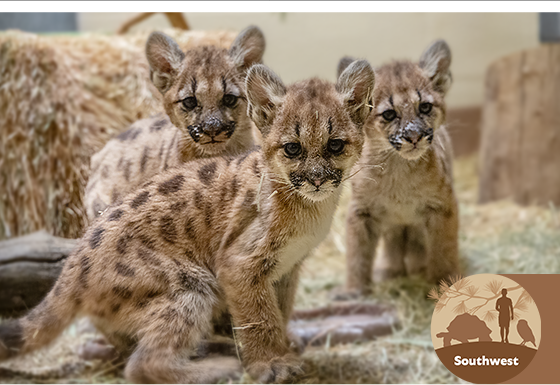 Rescuing Mountain Lion Cubs