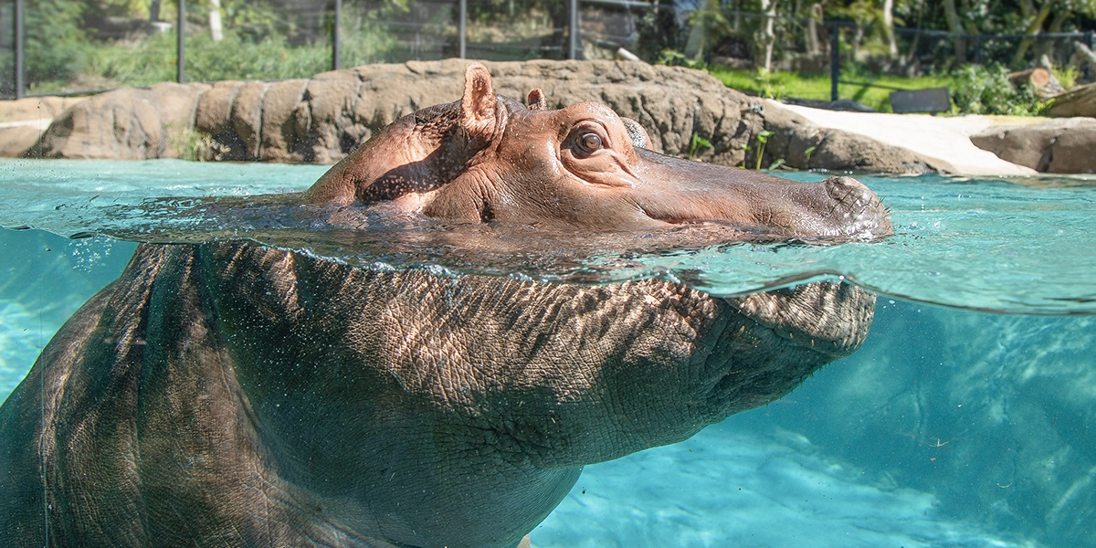 hippo peeking out of water