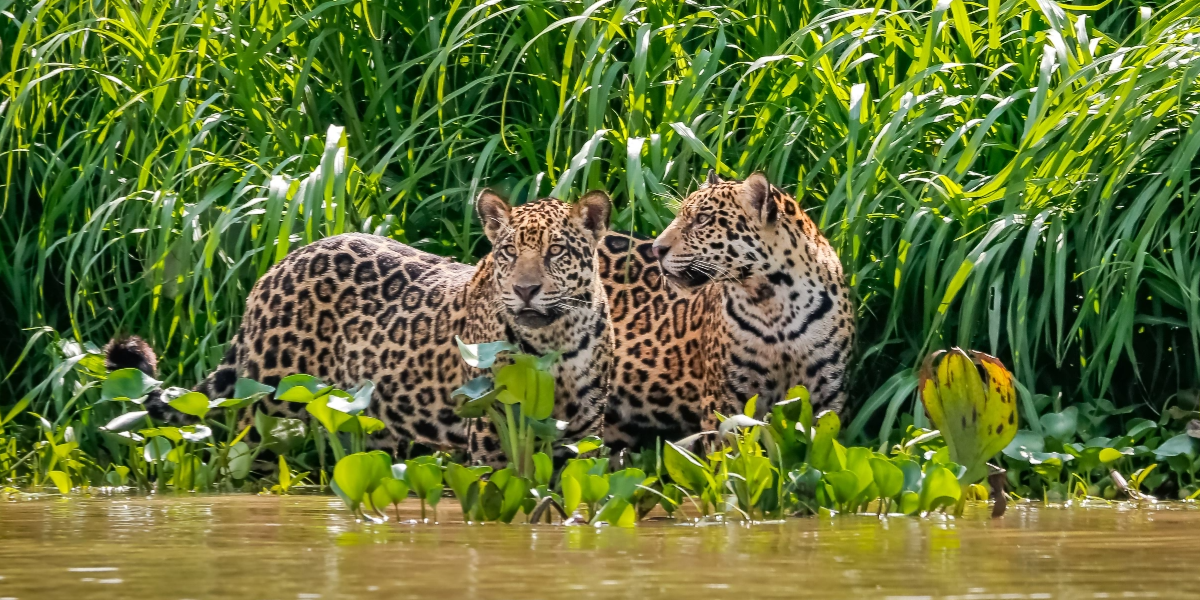 jaguars