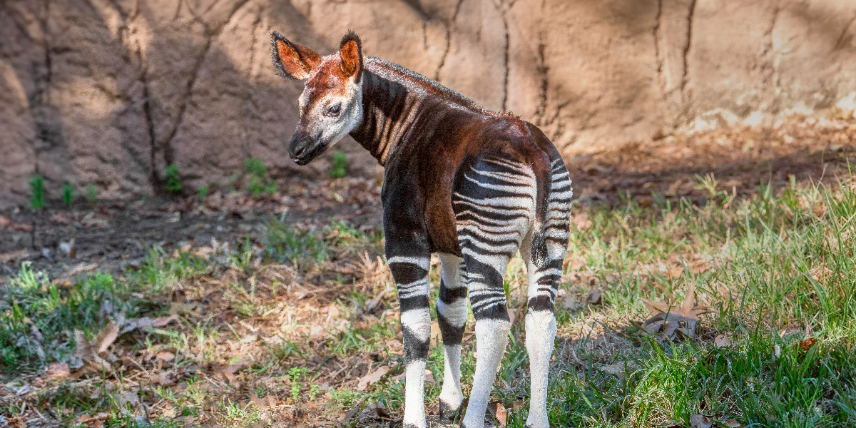 okapi