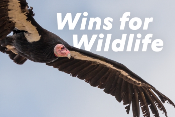 Wins for Wildlife