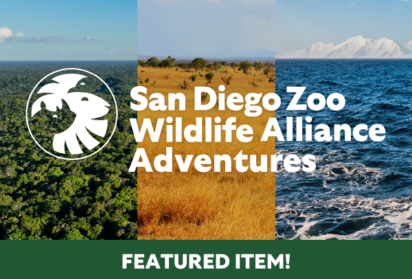 San Diego Zoo Wildlife Alliance Adventures - Featured Item!