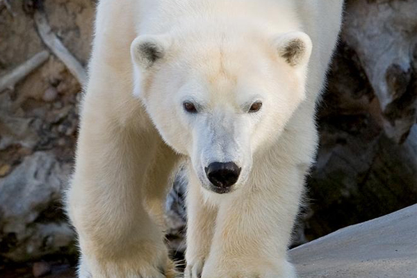 polar bear