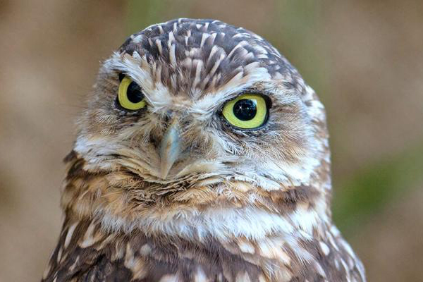 burrowing owl