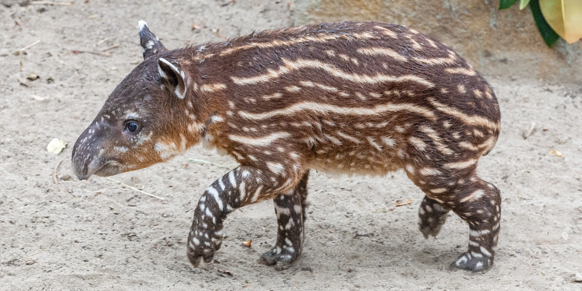 baby tapir