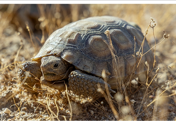 Young Desert Tortoise