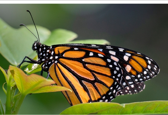 Monarch Butterfly