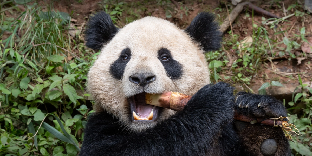 panda chewing