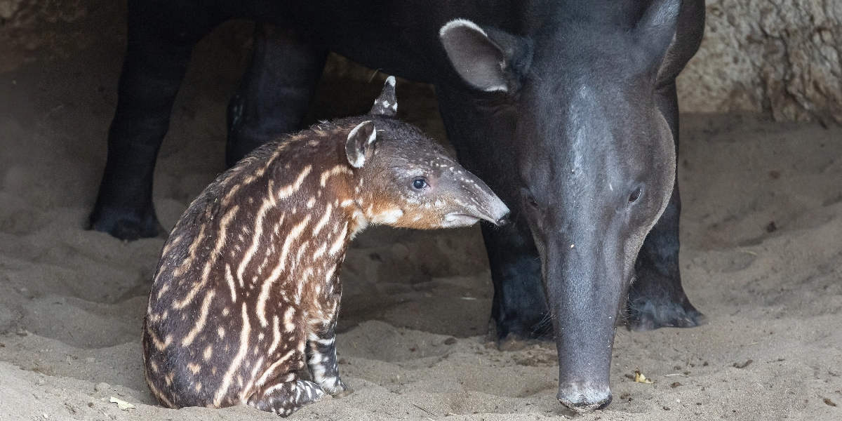 baby tapir