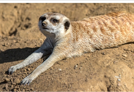 Wildlife Sunbathing