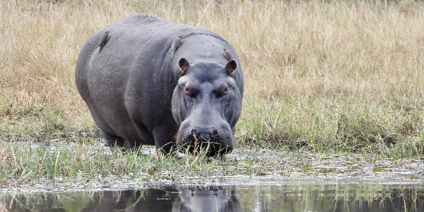 SDZWA Adventure Botswana Explorer