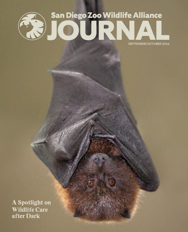 Image of a Rodrigues bat hanging upside down, looking at the viewer