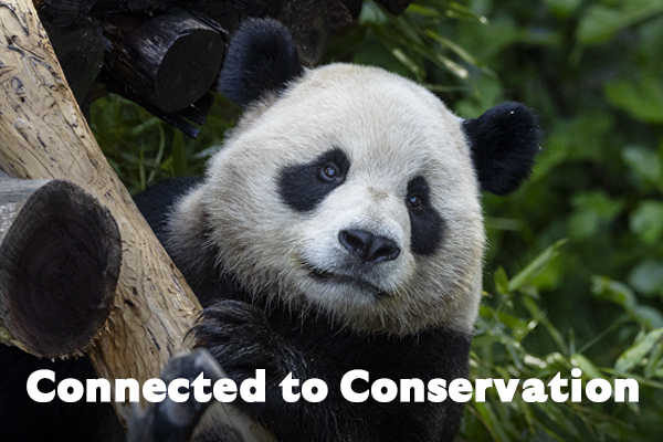 Panda Cam - Connected to Conservation