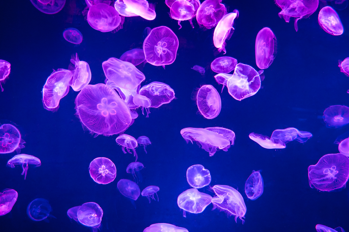 Jellyfish