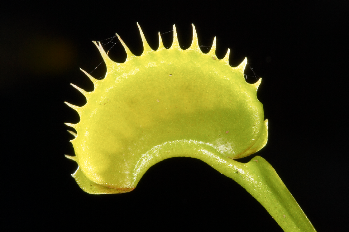 Carnivorous Plants