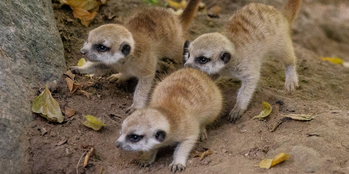 Meerkats