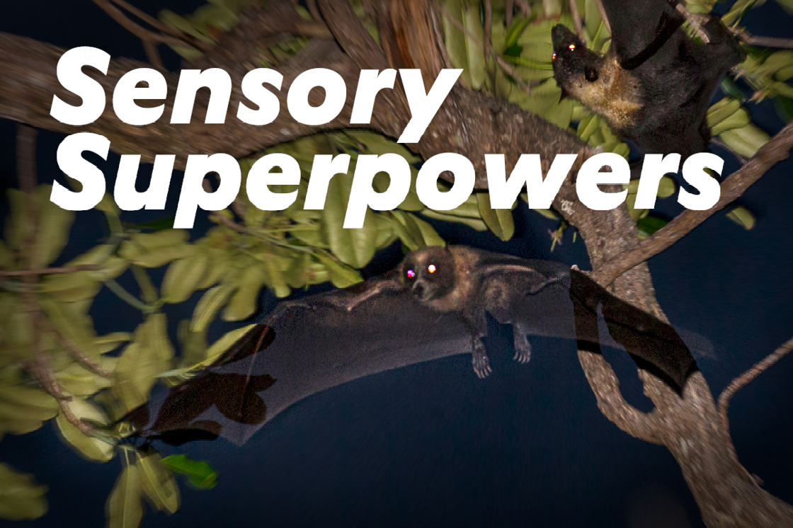 Sensory Superpowers