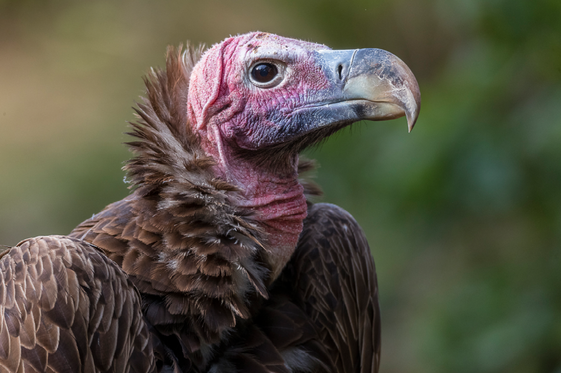 Vulture