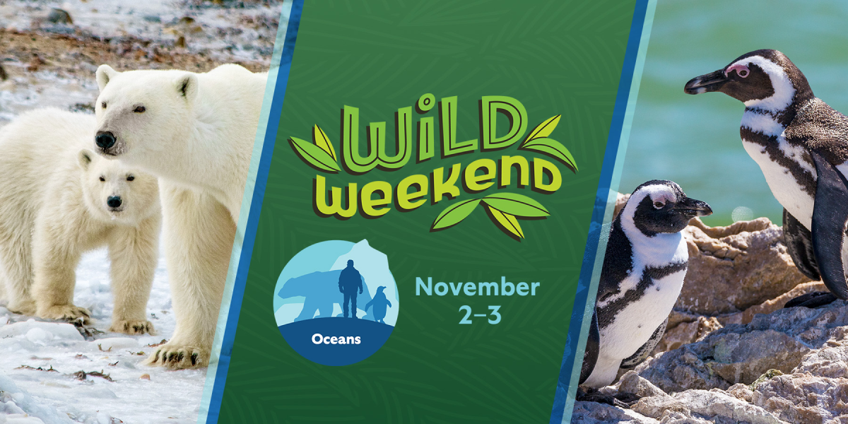 Wild Weekend November 2-3